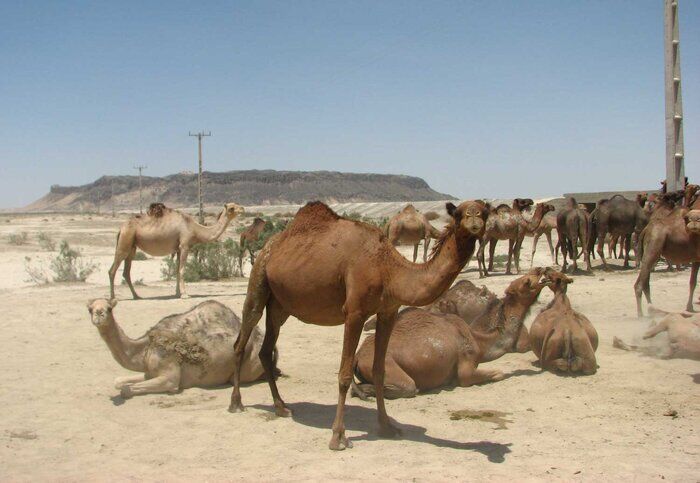 تاخت و تاز شتران در بستر خشکیده تالاب بین المللی هامون - ایرنا