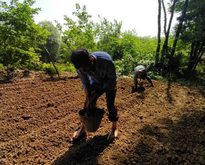 احیای مزرعه نیشکر در موزه میراث روستایی گیلان