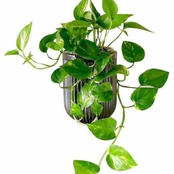 گل و گیاه آپارتمانی، مناسب اتاق پذیرایی