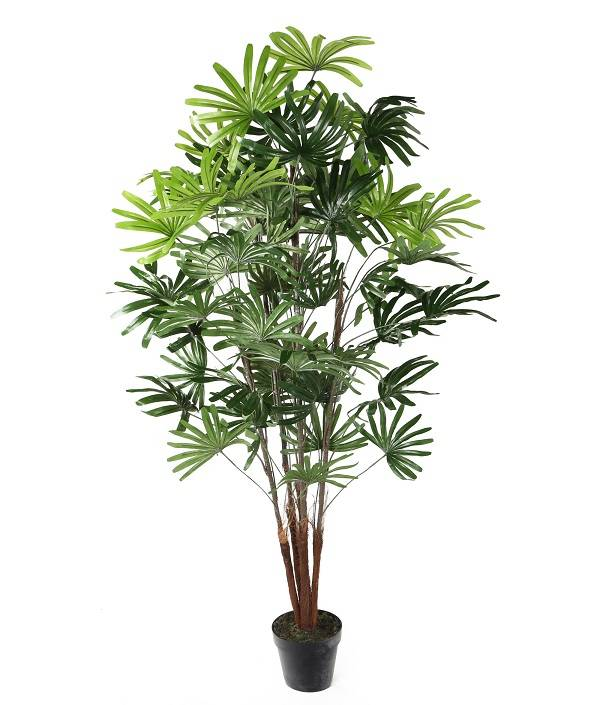 گل و گیاه آپارتمانی، مناسب اتاق پذیرایی