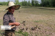 خشکسالی مهمترین عامل بازدارنده توسعه کشاورزی در تربت‌حیدریه است