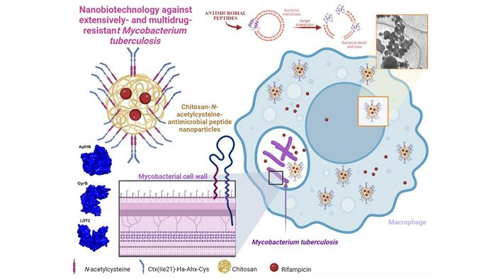 موفقیت محققان در استفاده از نانوذرات پُرشده با آنتی‌بیوتیک برای مقابله با باکتری عامل سل
