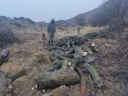 اعضای یک گروه قاچاقچی چوب در طالقان دستگیر شدند