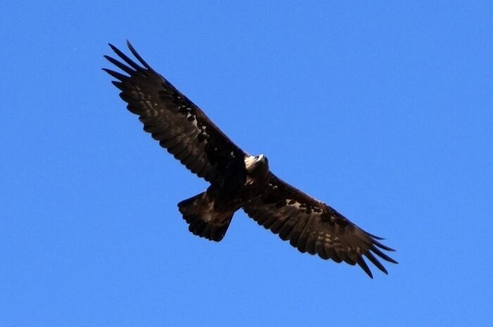 تصویر «عقاب طلایی» بر روی کارت مربیان فوتبال سراسر کشور درج میشود