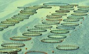 مطالعه پرورش و تولید ۴.۶ میلیون تُن ماهی در قفس انجام شد +فیلم
