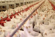 مرغ مازاد همدان به کشورهای همسایه صادر می‌شود