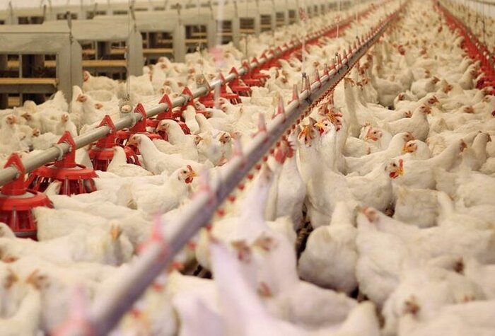 رشد ۵۸ درصدی جوجه ریزی در واحدهای پرورش مرغ بوشهر