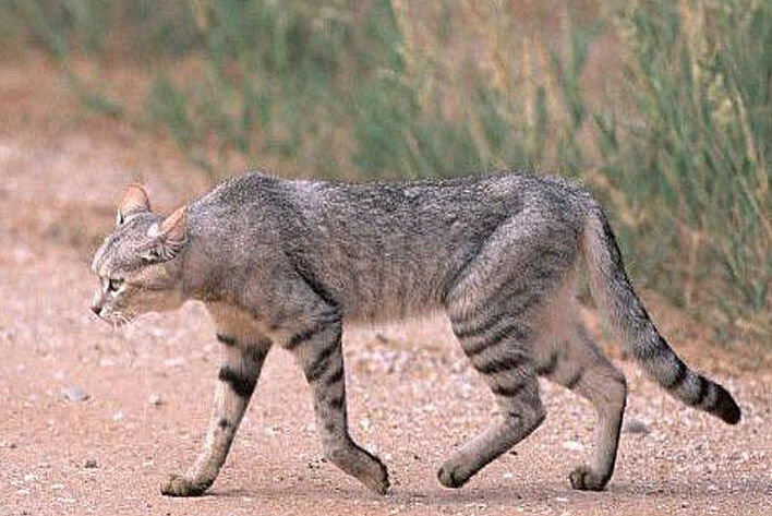 Wild cat spotted for first time in northwest Iran