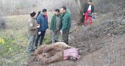 نجات خرس قهوه‌ای از تله شکارچیان در خداآفرین