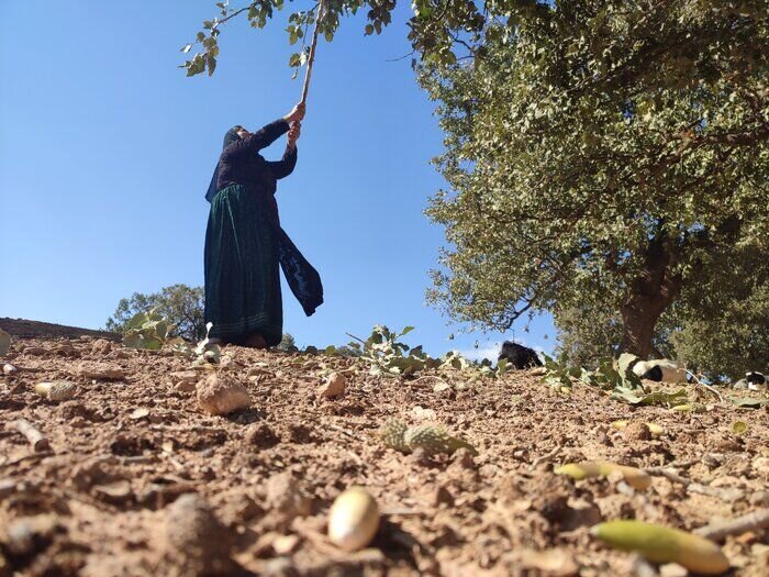 پیوند جنگل و زندگی در کهگیلویه و بویراحمد