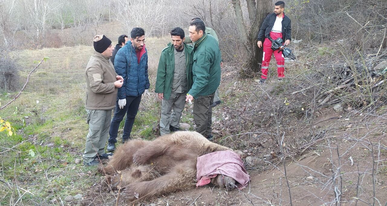 نجات خرس قهوهای از تله شکارچیان در خداآفرین نجات خرس قهوهای از تله شکارچیان در خداآفرین