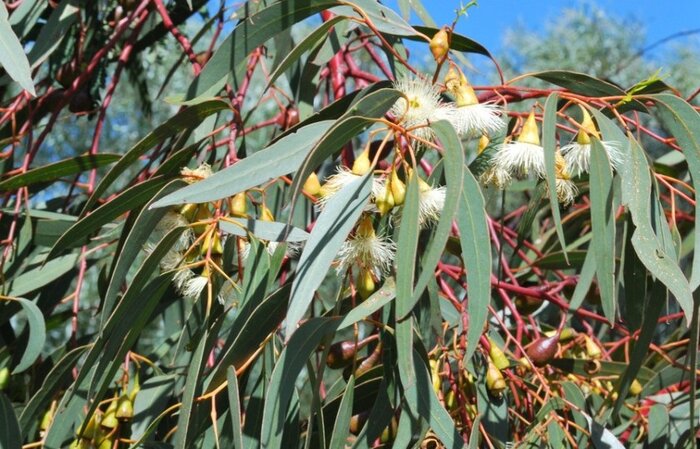 راه اندازی کارخانه تولید اسانس اکالیپتوس باعث رونق اقتصاد در خوزستان میشود