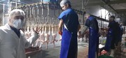 دامپزشکی کرج بر کشتار ۶ میلیون قطعه مرغ زنده نظارت کرد