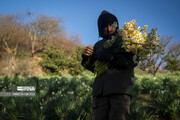 حصاد زهور النرجس في شمال ایران