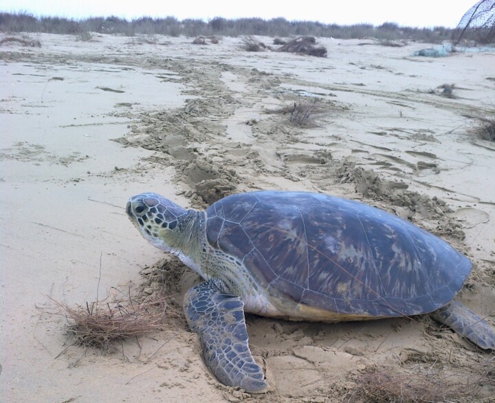 سواحل زیبای مَکُّران زیستگاه امن لاک‌پشت‌های سبز دریایی+ فیلم