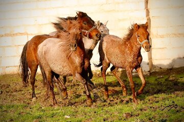 ارزیابی اسب‌های کاسپین به کجا رسید؟