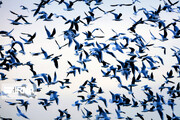 سرشماری زمستانه پرندگان آبزی و کنار آبزی در خوزستان آغاز شد