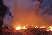 نزدیک به ۶ هکتار از اراضی جنگلی سراوان رشت در آتش سوخت