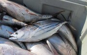 واردات ۱۴ هزار تن ماهی تون در ۹ ماهه امسال