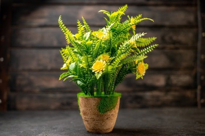 دلیل اصلی قهوهای شدن برگ گیاهان آپارتمانی