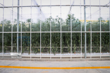 Une serre en verre haute technologique à Zanjan