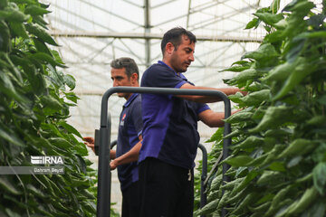 Une serre en verre haute technologique à Zanjan