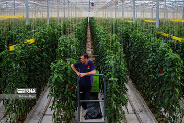 Une serre en verre haute technologique à Zanjan