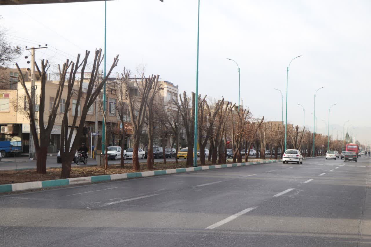 درختان خیابان‌های یزد را هرس کرده‌ایم، سر برداری نبوده است