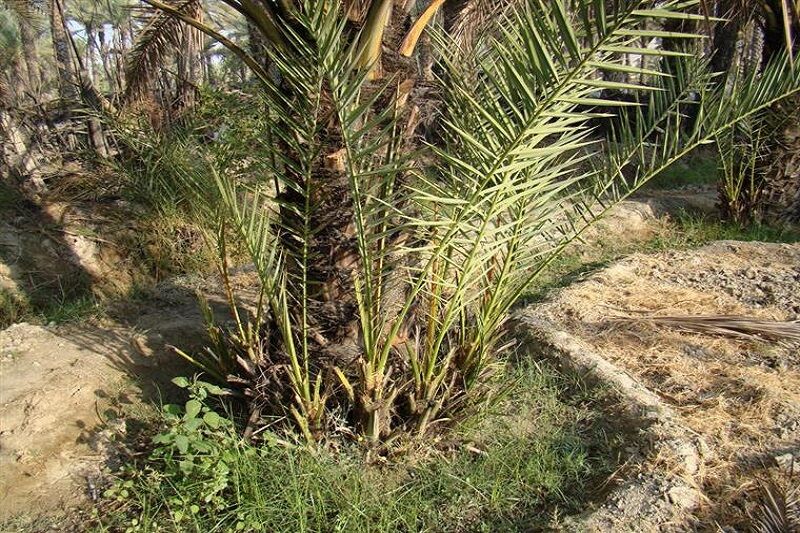 پرداخت افزون بر ۴۴ میلیارد ریال اعتبار طرح توسعه و جایگزینی نخلستانهای آبادان پرداخت افزون بر ۴۴ میلیارد ریال اعتبار طرح توسعه و جایگزینی نخلستانهای آبادان