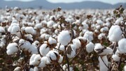 Iran increasing support for cotton growers to reach self-sufficiency