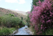 «صنوبر»، روستای گردشگری تربت حیدریه در جنوب خراسان رضوی