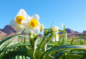 سه تفاهم‌نامه برای توسعه گل نرگس در خوسف امضا شد