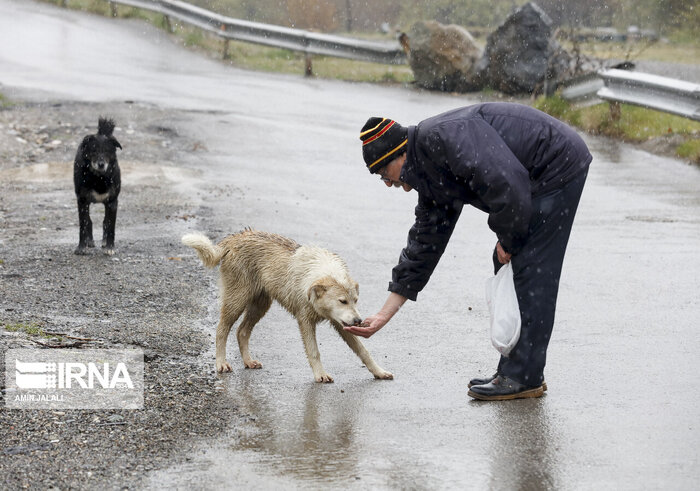 دانش آموزان و دانشجویان بیشتر در معرض حیوان گزیدگی هستند