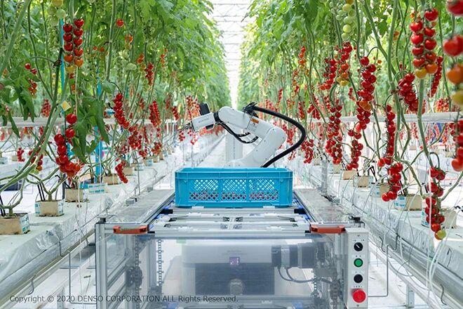 کلید کمبود نیروی کار کشاورزی در دست رباتها+فیلم