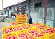 تداوم صادرات گوجه و خیار از اردن به اراضی اشغالی و خشم محافل حامی غزه