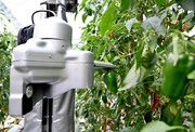 کلید کمبود نیروی کار کشاورزی در دست ربات‌ها+فیلم