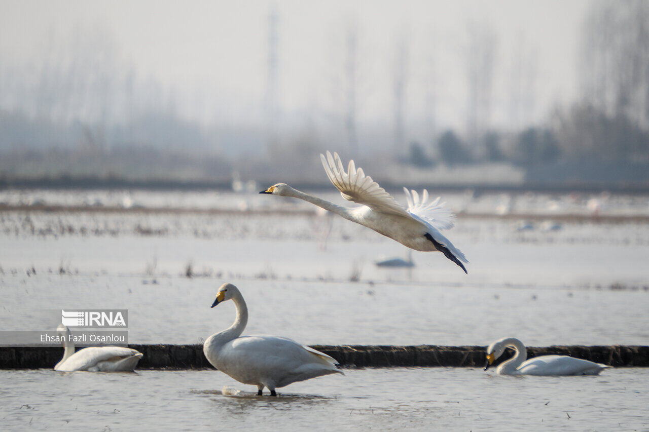 سوزی برای پرواز نیست