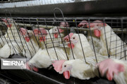 ۲۵ واحد واحد تولید مرغ گوشتی در ابرکوه یزد، غیرفعال است