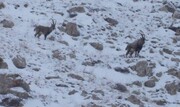 حفاظت از حیات وحش استان اردبیل در فصل سرما تشدید می‌شود