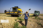 کشاورزان هندیجان گندم را به مراکز خرید تحویل دهند