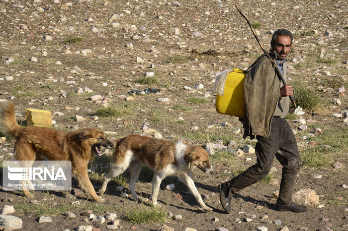 وقوع بیش از چهار هزار حیوان گزیدگی در قزوین