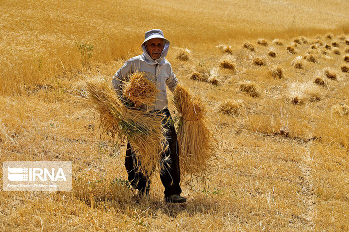 چشم امید کشاورزان گلستانی به خوشه‌های طلایی در پساخشکسالی