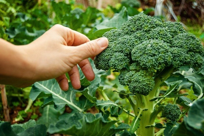 آموزش کامل کاشت بروکلی در گلدان