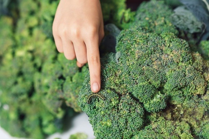 آموزش کامل کاشت بروکلی در گلدان