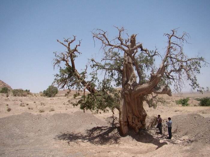 جبر طبیعت و کاهش جَبیر در نهبندان