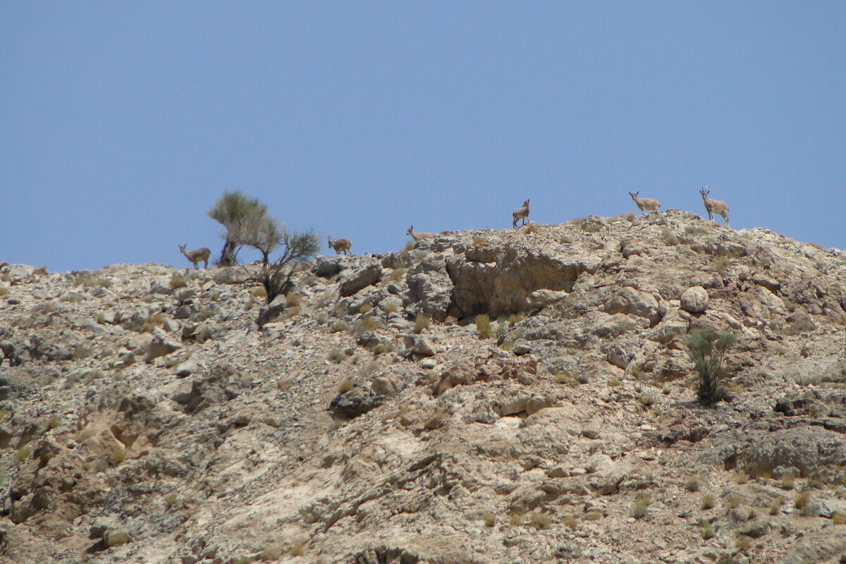 جبر طبیعت و کاهش جَبیر در نهبندان