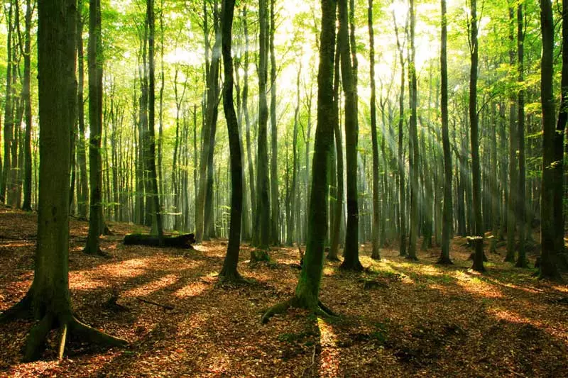 جنگل سنگده، بهشت پاییزی در قلب مازندران