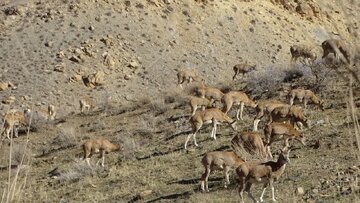 دسته ۲۰ راسی قوچ و میش ارمنی در بوکان مشاهده شد