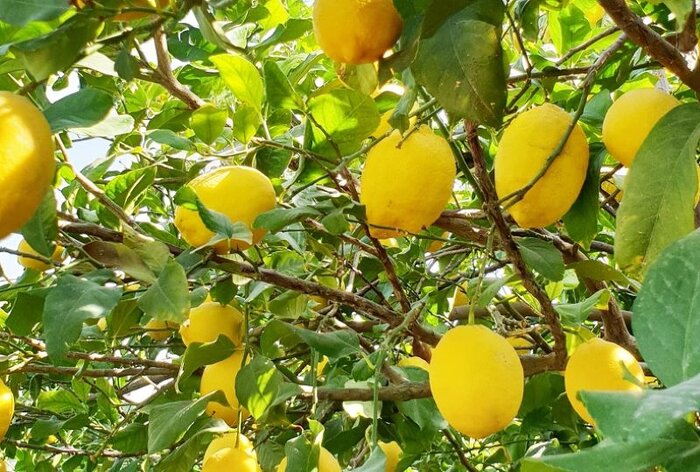 اصلاح باغها و سودآوری شیرینِ خارج از فصل در هرمزگان