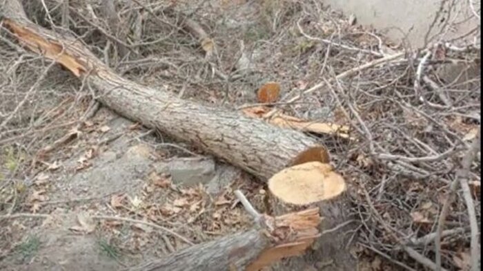 زخمِ کاری «قطع درختان» مرثیه‌ای بر پیکر سبز اصفهان